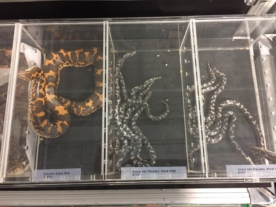 to the Midwest Reptile Show, Indianapolis, Indiana Gallery