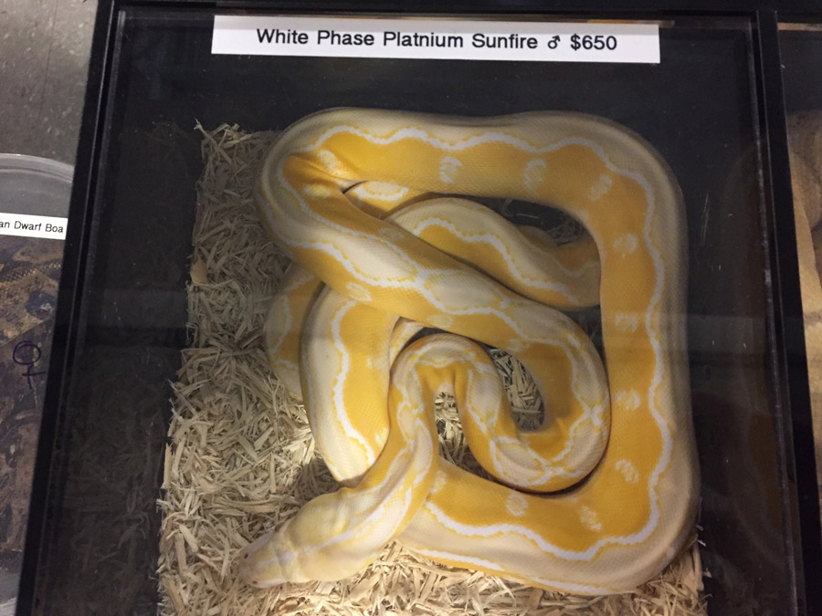 to the Midwest Reptile Show, Indianapolis, Indiana Gallery