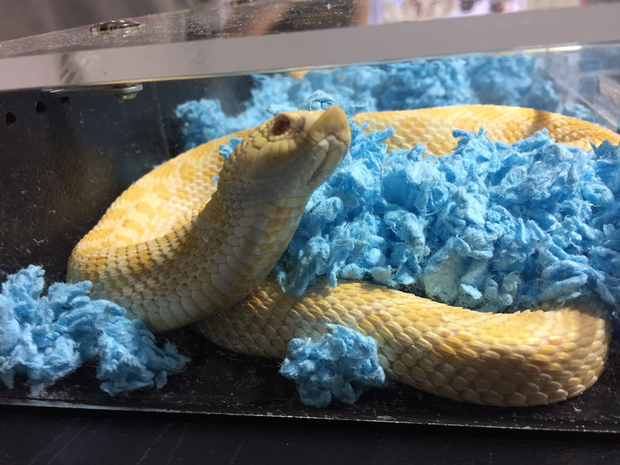 to the Midwest Reptile Show, Indianapolis, Indiana Gallery