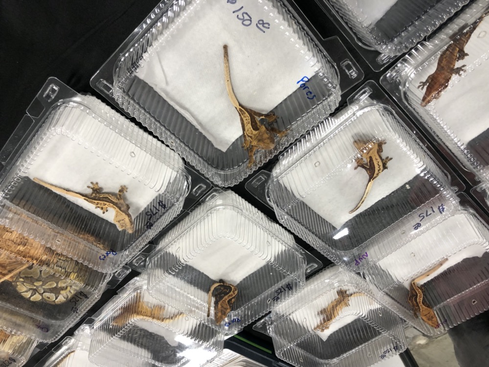 to the Midwest Reptile Show, Indianapolis, Indiana Gallery