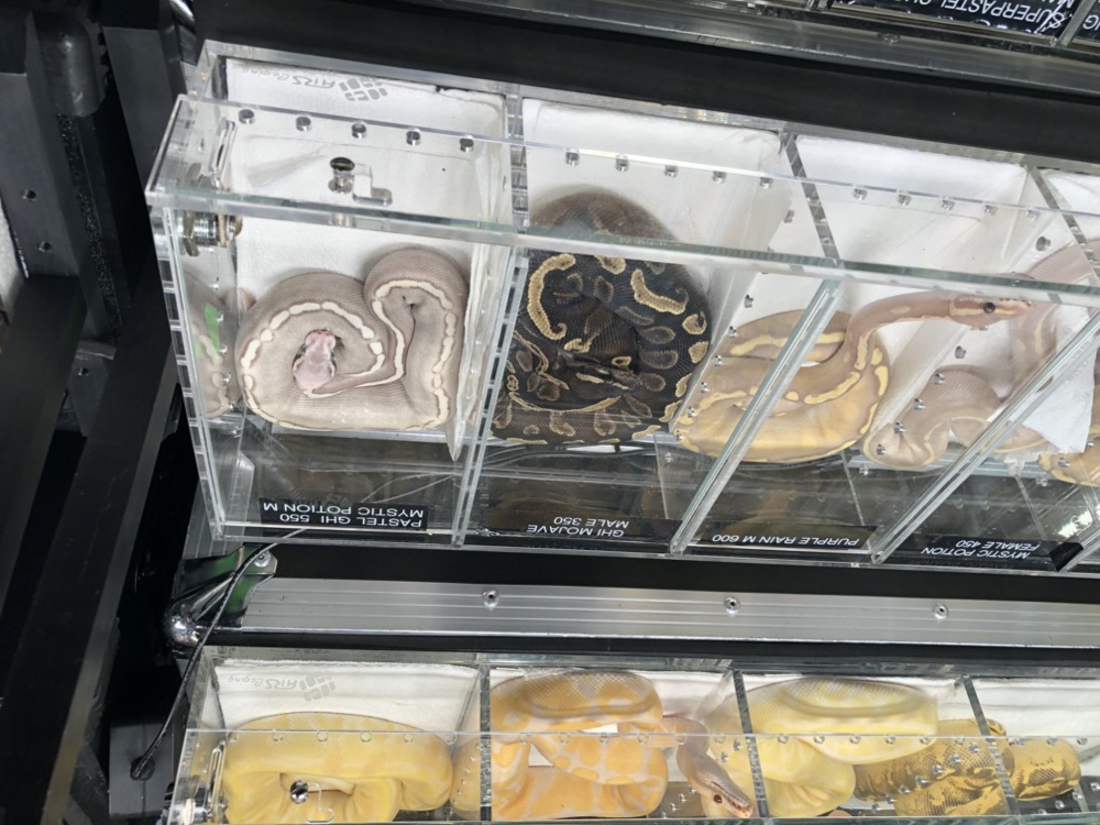 to the Midwest Reptile Show, Indianapolis, Indiana Gallery