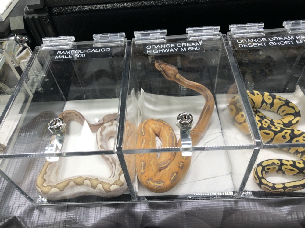 to the Midwest Reptile Show, Indianapolis, Indiana Gallery