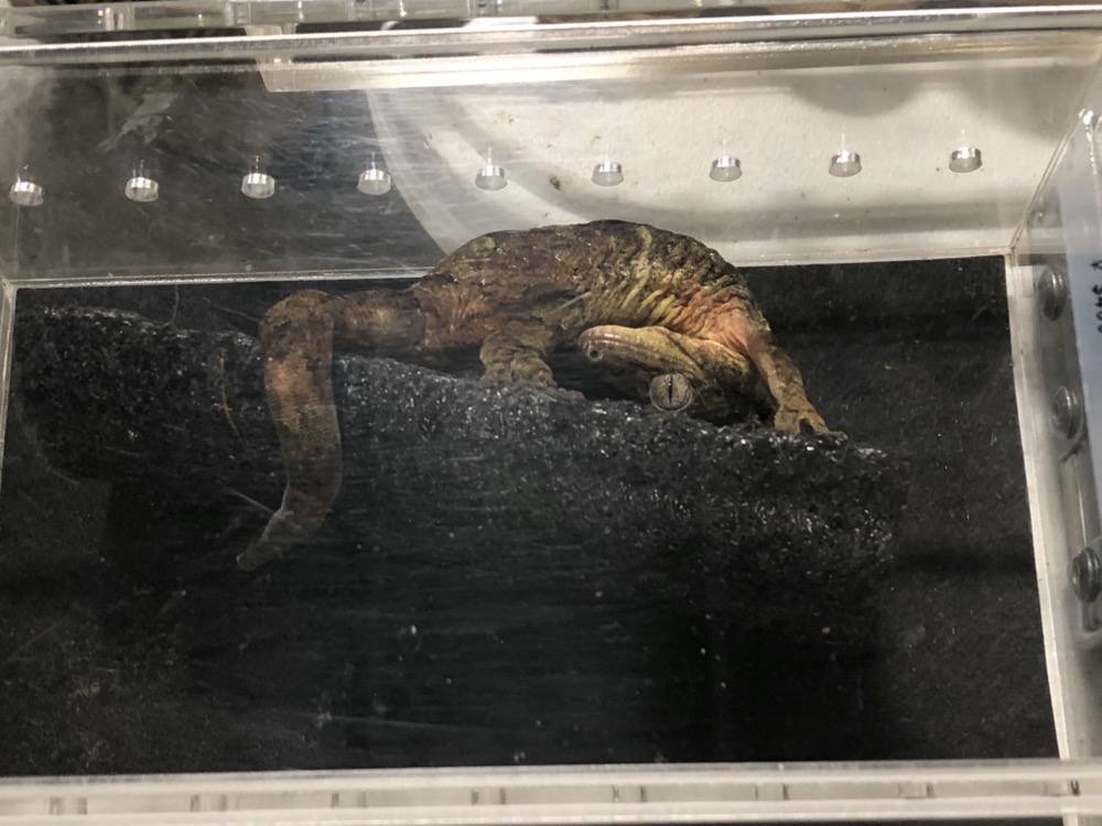 to the Midwest Reptile Show, Indianapolis, Indiana Gallery