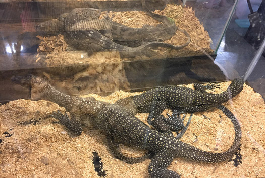 Welcome to the Midwest Reptile Show, Indianapolis, Indiana -Home Welcome to the Midwest Reptile Show, Indianapolis, Indiana -Home