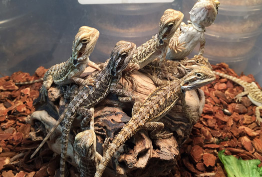 Welcome to the Midwest Reptile Show, Indianapolis, Indiana -Home